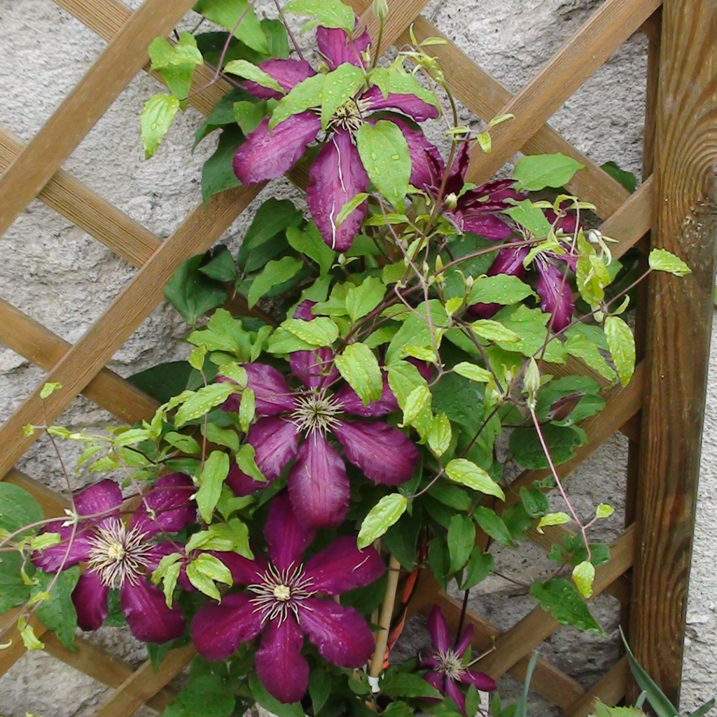 [3259] CLEMATIS NIOBE CLT 7 175/200