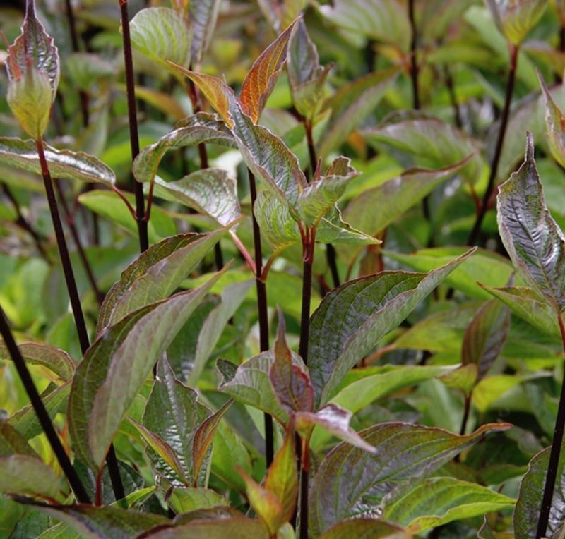 CORNUS ALBA KESSELRINGII CLT 10 80/100