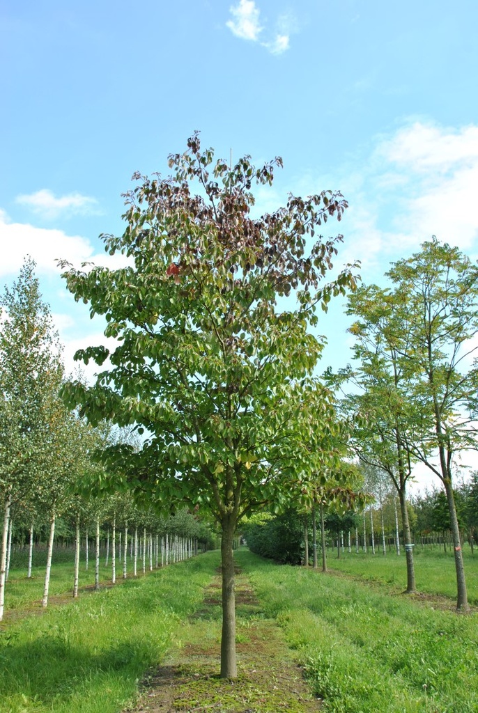 CORNUS CONTROVERSA (C. BRACHYPODA) CLT 130 250/300