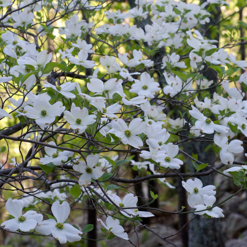CORNUS FLORIDA CLT 10 80/100