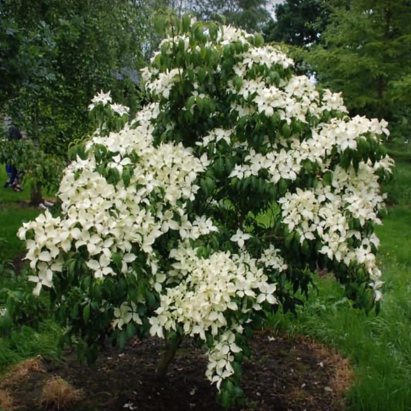 CORNUS KOUSA CLT 10 60/80