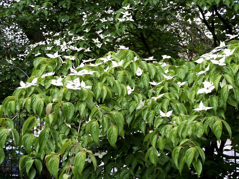CORNUS KOUSA CHINA GIRL CLT 10 60/80