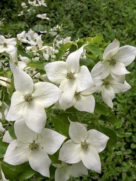 CORNUS KOUSA CHINENSIS CLT 10 100/125