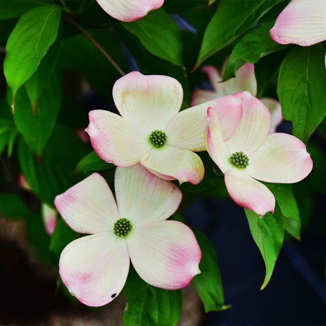 CORNUS KOUSA STELLAR PINK CLT 130 300/350