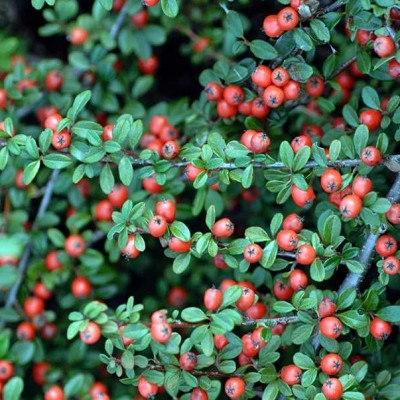 COTONEASTER DAM.CORAL BEAUTY CLT 25 DEMI TIGE 8-10