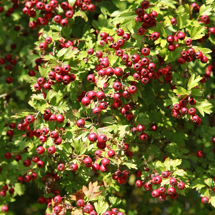 [3702] CRATAEGUS AZAROLUS - AZZERUOLI CLT 10 DEMI TIGE 4-6