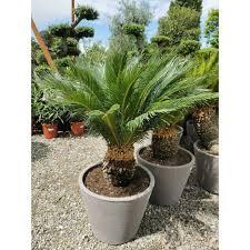 [4026] CYCAS REVOLUTA AIR POT CEPEE