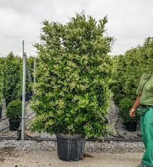 LIGUSTRUM TEXANUM JARDINIERE