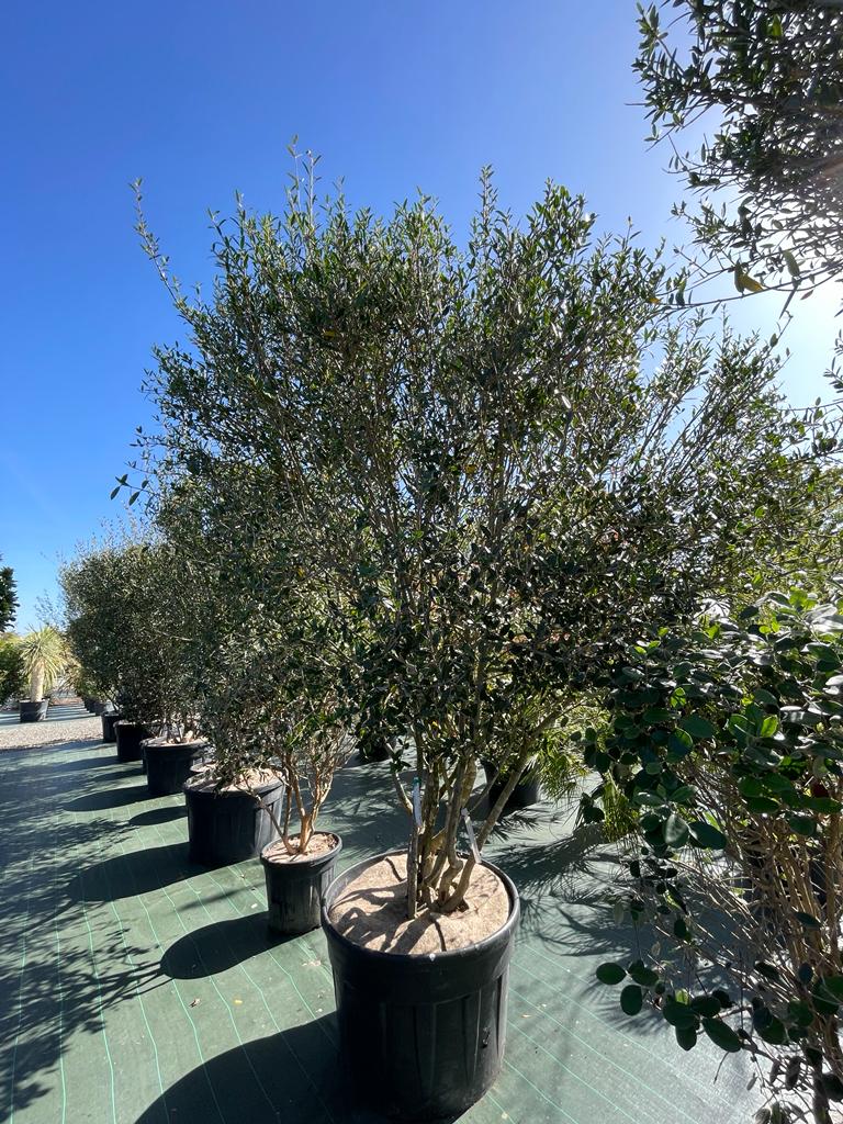 PHILLYREA ANGUSTIFOLIA CLT 230 PARACHUTE 200/250