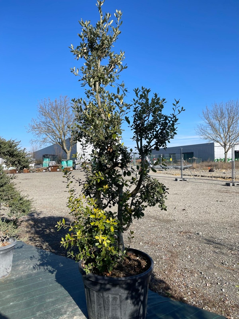 QUERCUS ILEX CLT 130 POMPONS 250/300