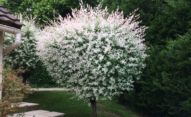 SALIX INTEGRA HAKURA NISHIKI CLT 10 100/125