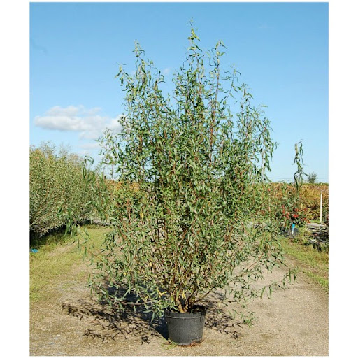 SALIX MATSUDANA TORTUOSA CLT 10 125/150