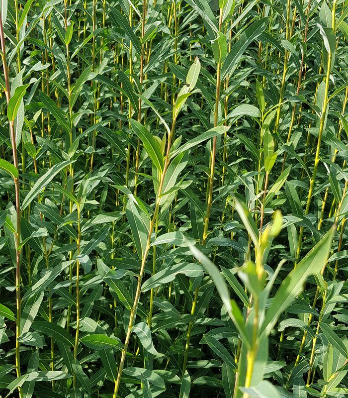 SALIX PURPUREA CLT 10 100/125