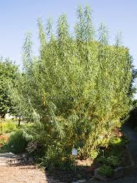 SALIX VIMINALIS CLT 10 150/175