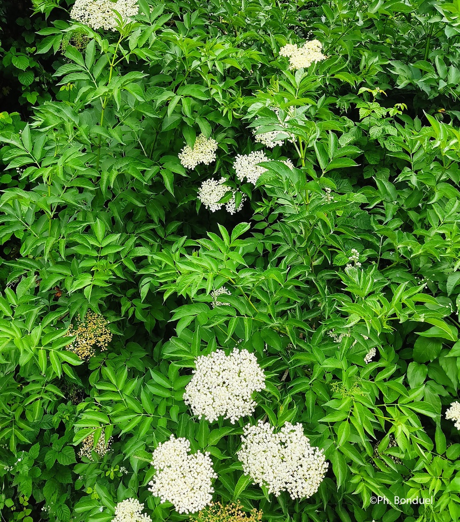 SAMBUCUS NIGRA CLT 90 TIGE 12-14