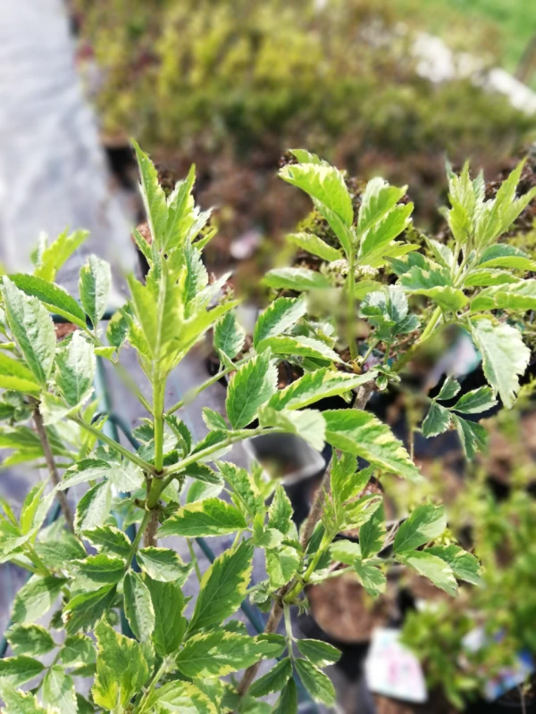 SAMBUCUS NIGRA GOLDEN SPARK CLT 10 60/80
