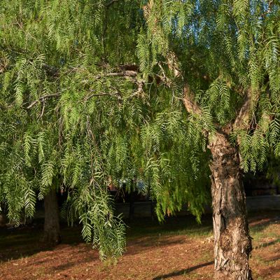 SCHINUS MOLLE (FAUX POIVRIER) AIR POT 600/650