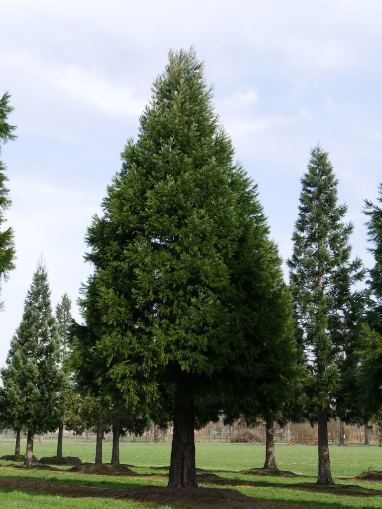 SEQUOIADENDRON GIGANTEUM CLT 10 100/125