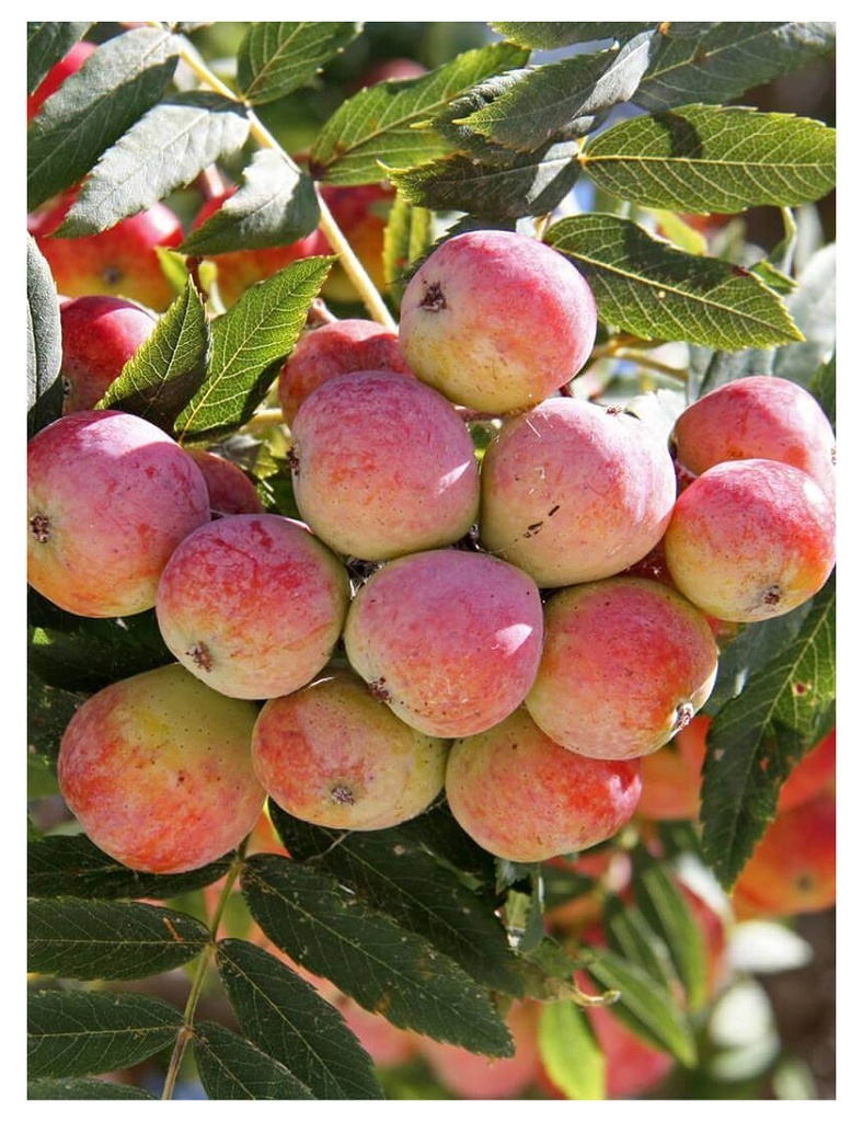 [11366] SORBUS DOMESTICA (SORBIER) CLT 10-12 DEMI TIGE 6-8