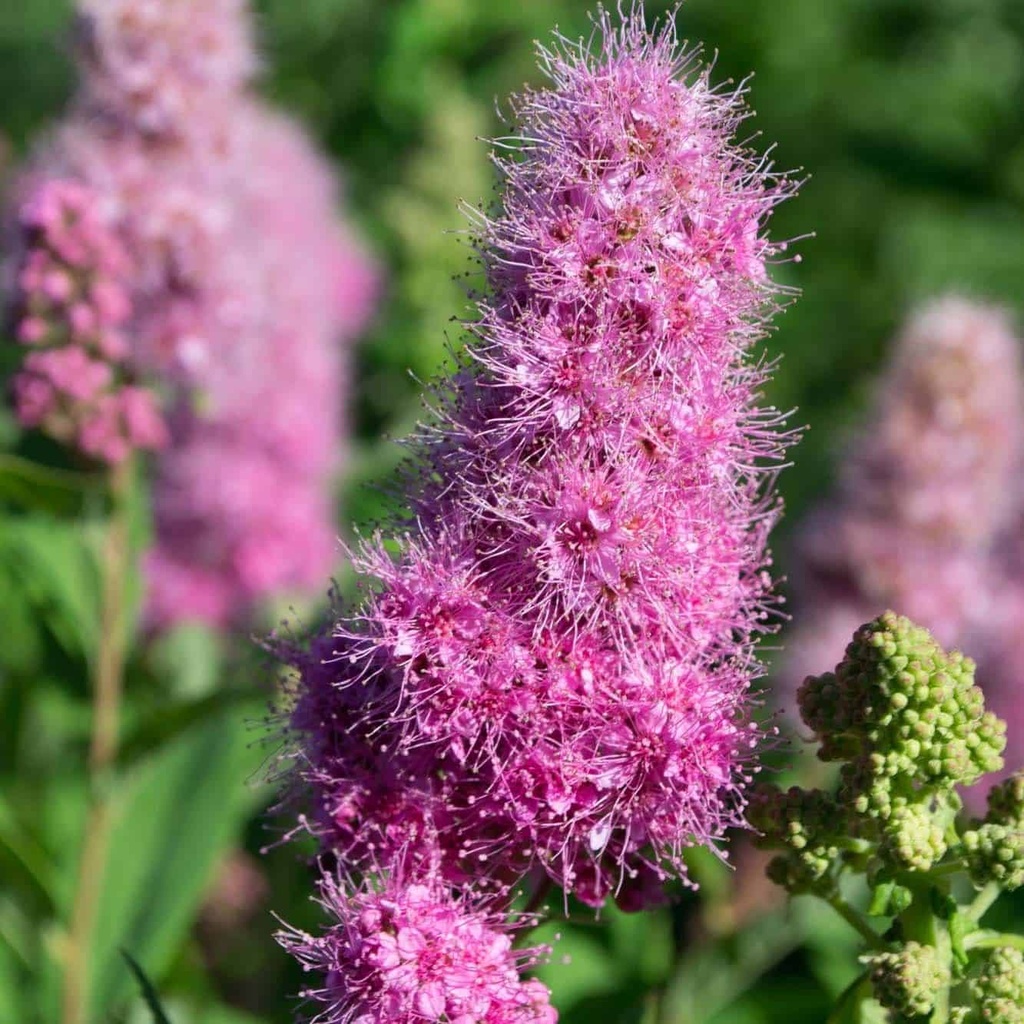 SPIRAEA BILLARDII CLT 10 80/100
