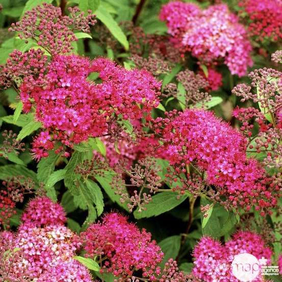[11414] SPIRAEA JAPONICA ANTHONY WATERER CLT 10