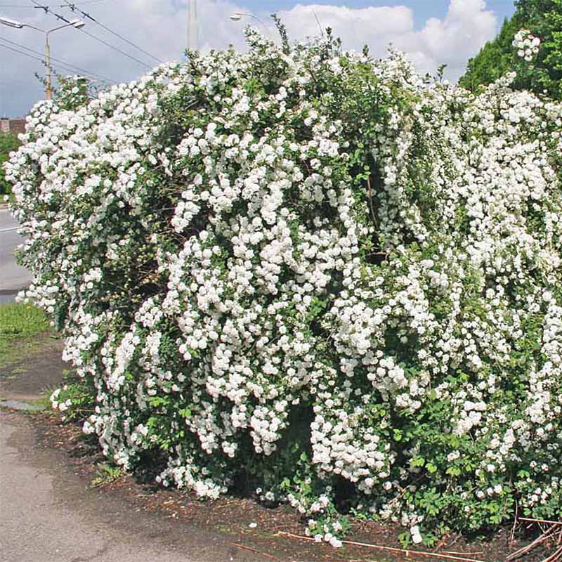 SPIRAEA VANHOUTTEI CLT 10 100/125