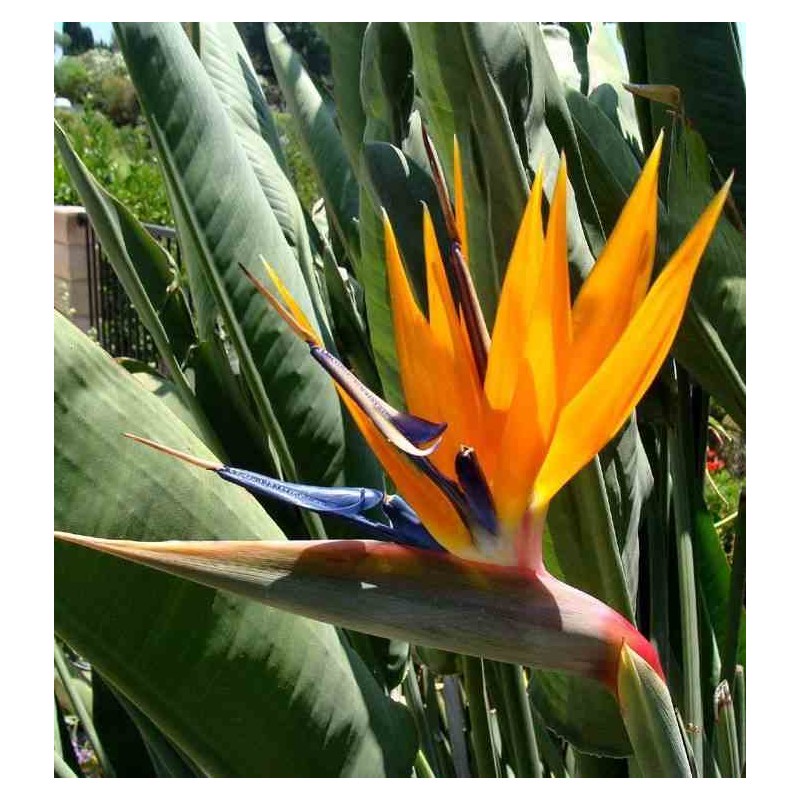 [11527] STRELITZIA REGINAE (OISEAU DE PARADIS) CLT 10 60/80