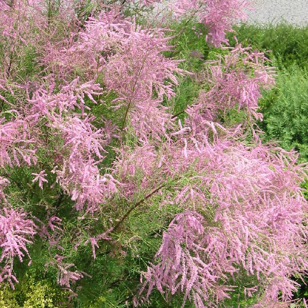 TAMARIX AESTIVALIS (RAMOSISSIMA ROSEA) CLT 70 250/300