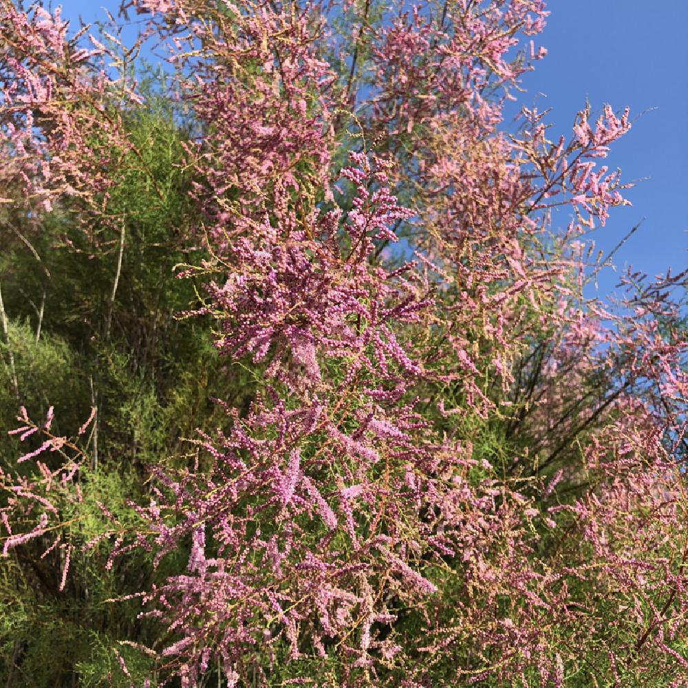 TAMARIX AFRICANA CLT 110 TIGE 18-20