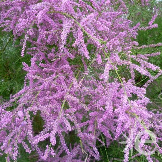 TAMARIX RAMOSISSIMA PINK CASCADE CLT 35 TIGE 6-8