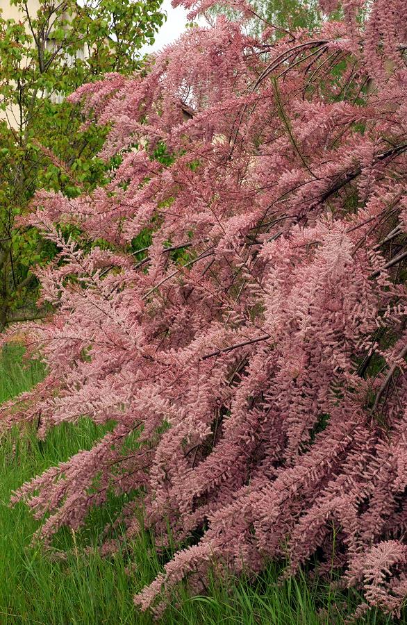 TAMARIX RAMOSISSIMA RUBRA CLT 30 DEMI TIGE 8-10