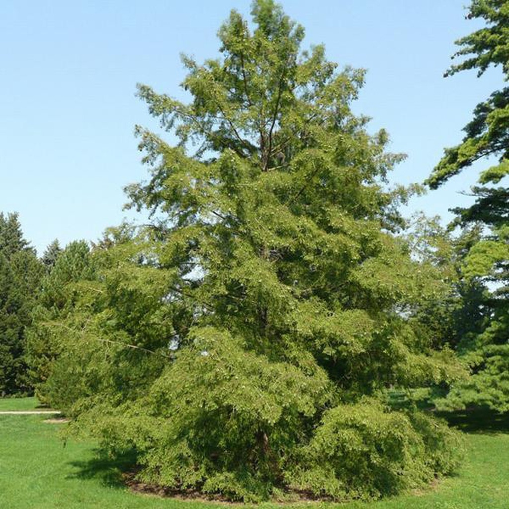 TAXODIUM DISTICHUM CLT 12 100/125