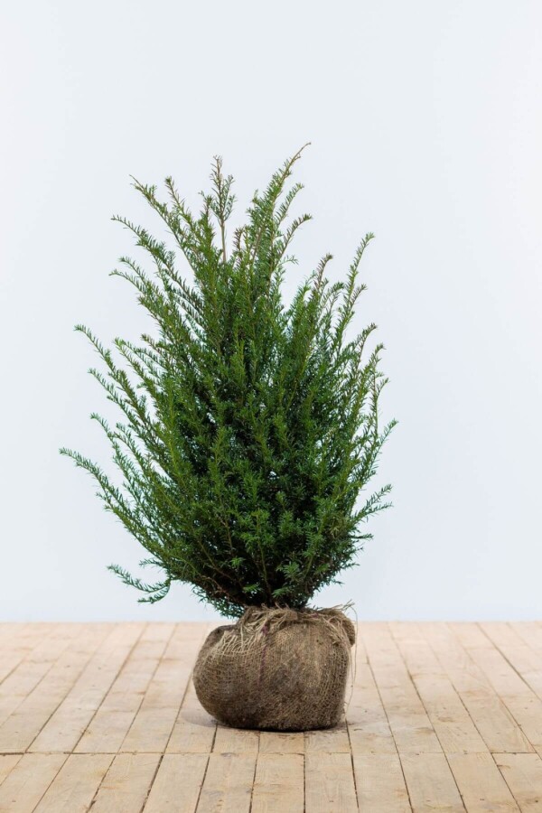 TAXUS BACCATA CLT 10 60/80