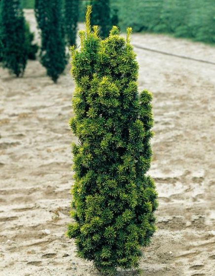 TAXUS BACCATA CLT 30 CUBE 50X50X50