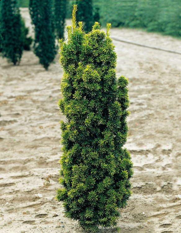 TAXUS BACCATA COUPE 50 PARACHUTE 80/100