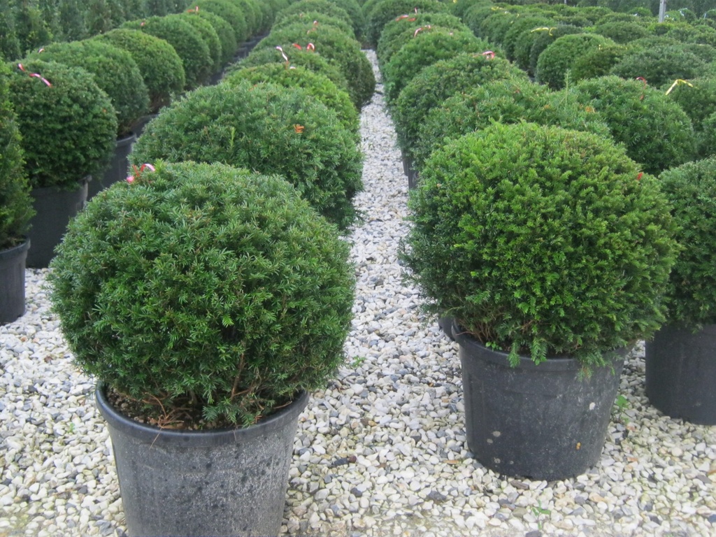 TAXUS BACCATA CLT 35 BOULE 60-70