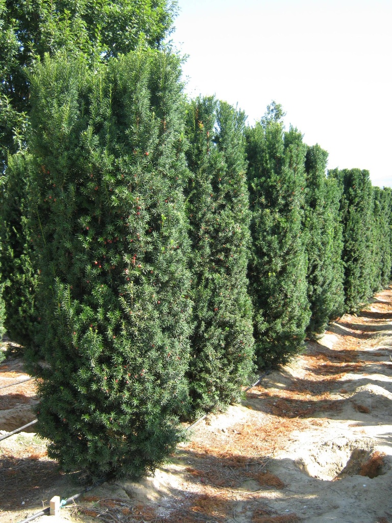 TAXUS MEDIA HICKSII CLT 45 PARACHUTE 125/150