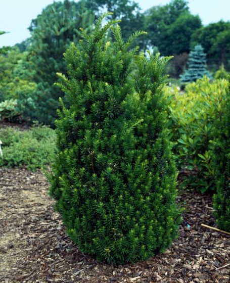 TAXUS MEDIA HILLII CLT 10 60/80