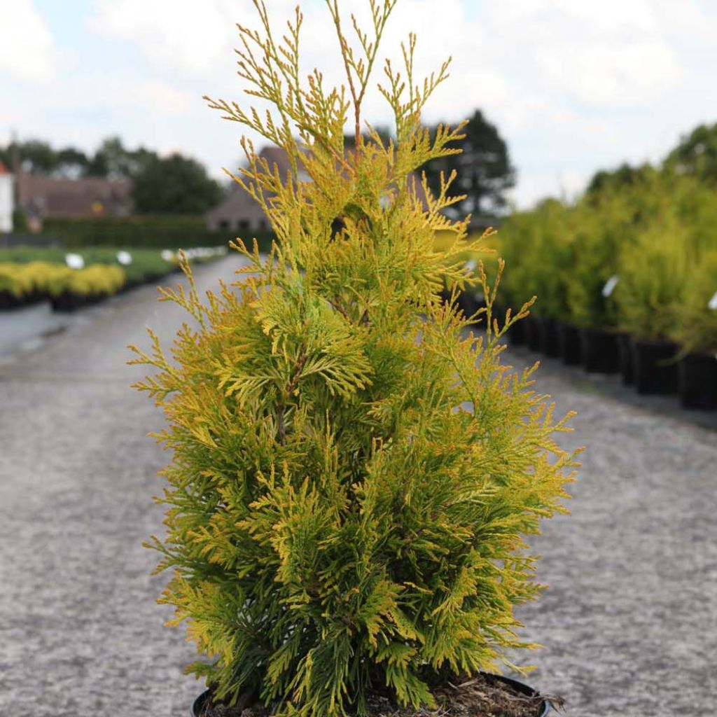 THUJA OCC. YELLOW RIBBON CLT 70 200/250
