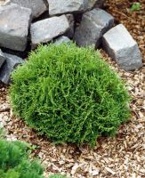 THUJA OCCIDENTALIS DANICA AUREA CLT 3