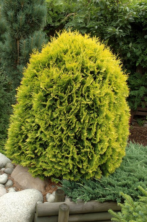 THUJA OCCIDENTALIS GOLDEN GLOBE CLT 10 35-40