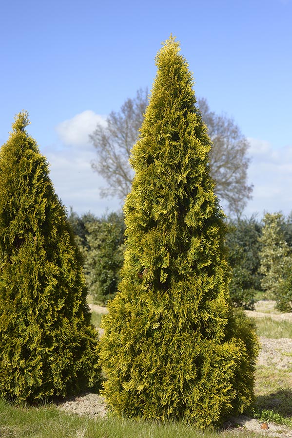 THUJA OCCIDENTALIS GOLDEN SMARAGD CLT 10 40/60