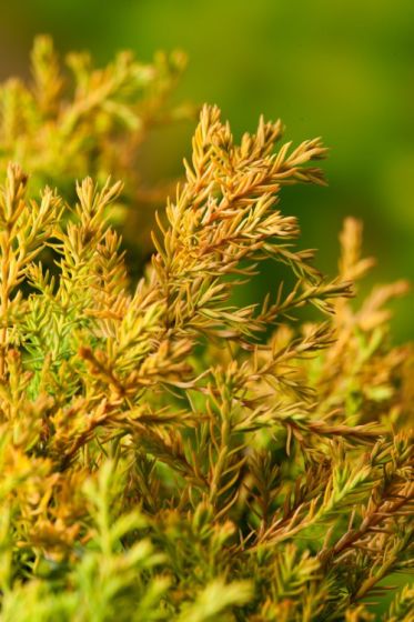 THUJA OCCIDENTALIS RHEINGOLD CLT 3
