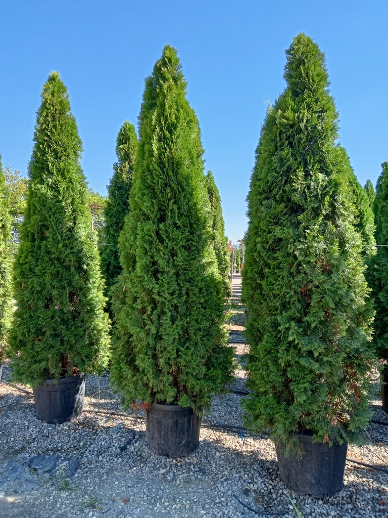 [11875] THUJA OCCIDENTALIS SMARAGD (EMERAUDE) CLT 10 100/125