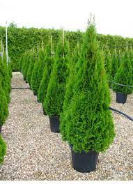 THUJA OCCIDENTALIS SMARAGD (EMERAUDE) CLT 10 QUART TIGE