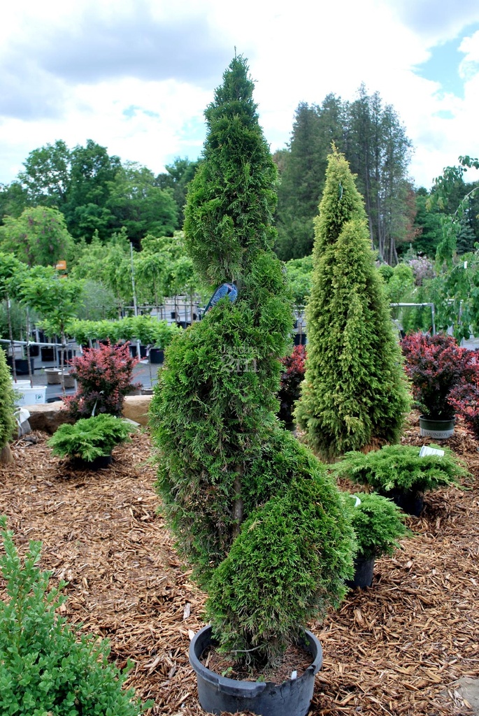 [11881] THUJA OCCIDENTALIS SMARAGD (EMERAUDE) CLT 10 MINI SPIRALE 80/100