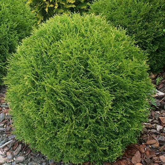 THUJA OCCIDENTALIS TINY TIM CLT 10 TIGE 25-30