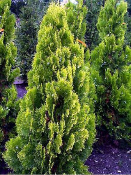 THUJA OR. PYRAMIDALIS AUREA CLT 18 125/150