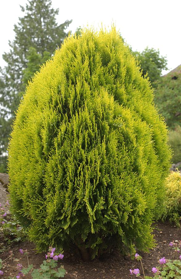 THUJA OR.PYRAMIDALIS AUREA NANA CLT 10 35-40