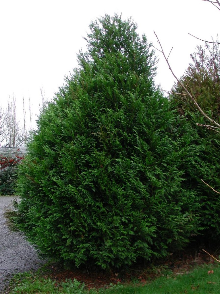 THUJA PLICATA ATROVIRENS CLT 130 SPIRALE 300/350